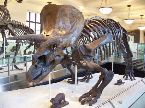 Jurassic döneminde yaşamış ve meteor çarpması sonrası nesli tükenmiş bir Triceratops'un modeli.