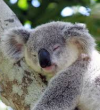koala.PNG