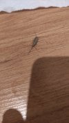 IMG_20210522_023516.jpg
