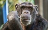 chimpanzee-obeziana-vzgliad-1.jpg
