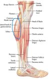 bacak-anatomi.jpg