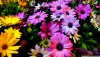 daisy_flowers-wallpaper-1920x1080.jpg