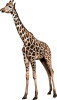 zürafa-png-6.png