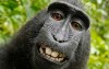 dişleri beyazlamış maymun.jpg