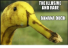 the-illusive-and-rare-banana-duck-60779128.png