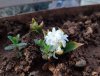 Beyaz Sümbül Bitkisi Çiçek Açarsa :=)