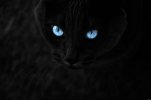 cats_blue_eyes_animals_pets_4288x2848.jpg