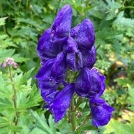 aconite