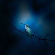 humingbirdie