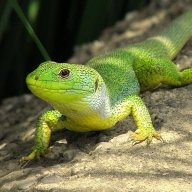 Little.green.lizard