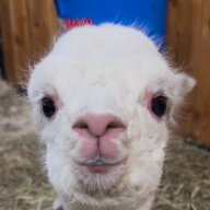 Herhangi bir varlık