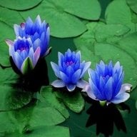 Mavi Lotus