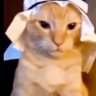 arabic cat