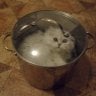 The Cat Soup