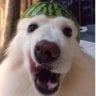 melon dogge
