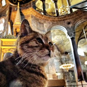 cats-istanbul-1024x571.png