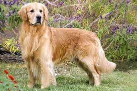 Golden Retriever | Köpeklere Dair Her Şey