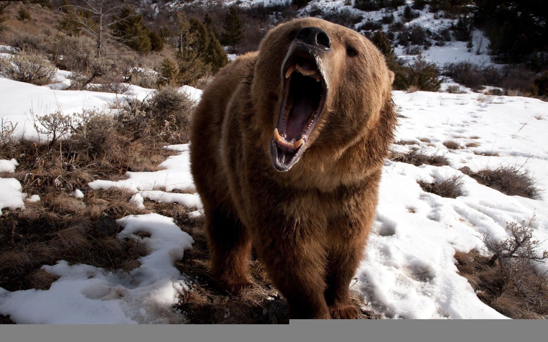 1920x1080-px-bears-brown-bear-nature-snow-652111-wallhere.com.jpg
