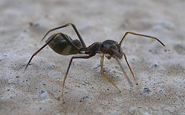 260px-Ant_Mimic_Spider.jpg