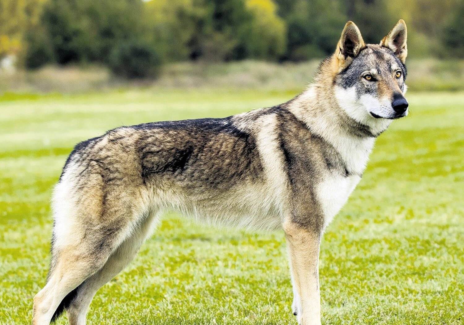 Çekoslovak Wolfdog Köpeklerinin Özellikleri Nelerdir? - Biköpek