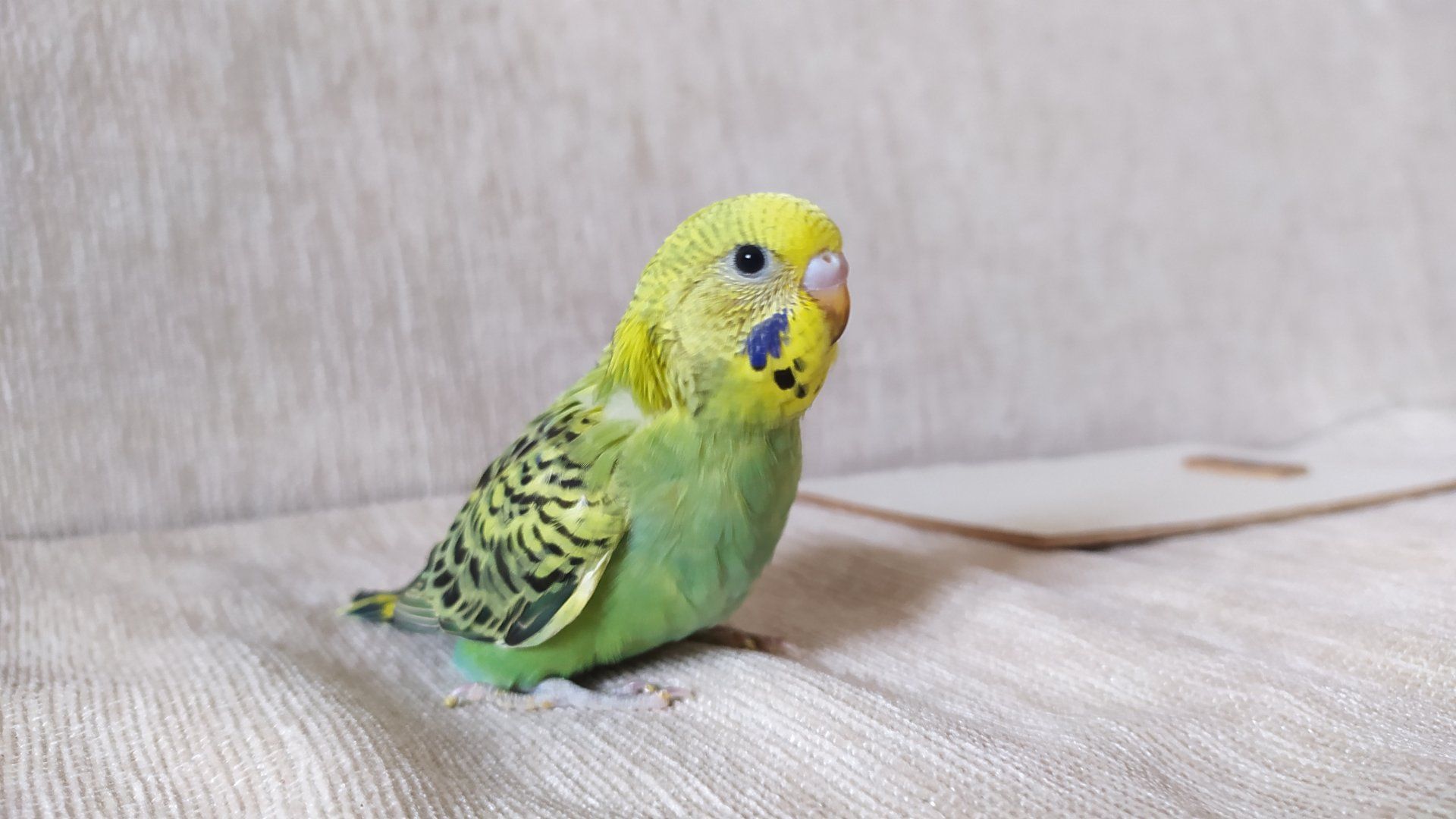 Anne Muhabbet Kusu Yavrularini Beslemiyor Sayfa 2 Technopat Sosyal