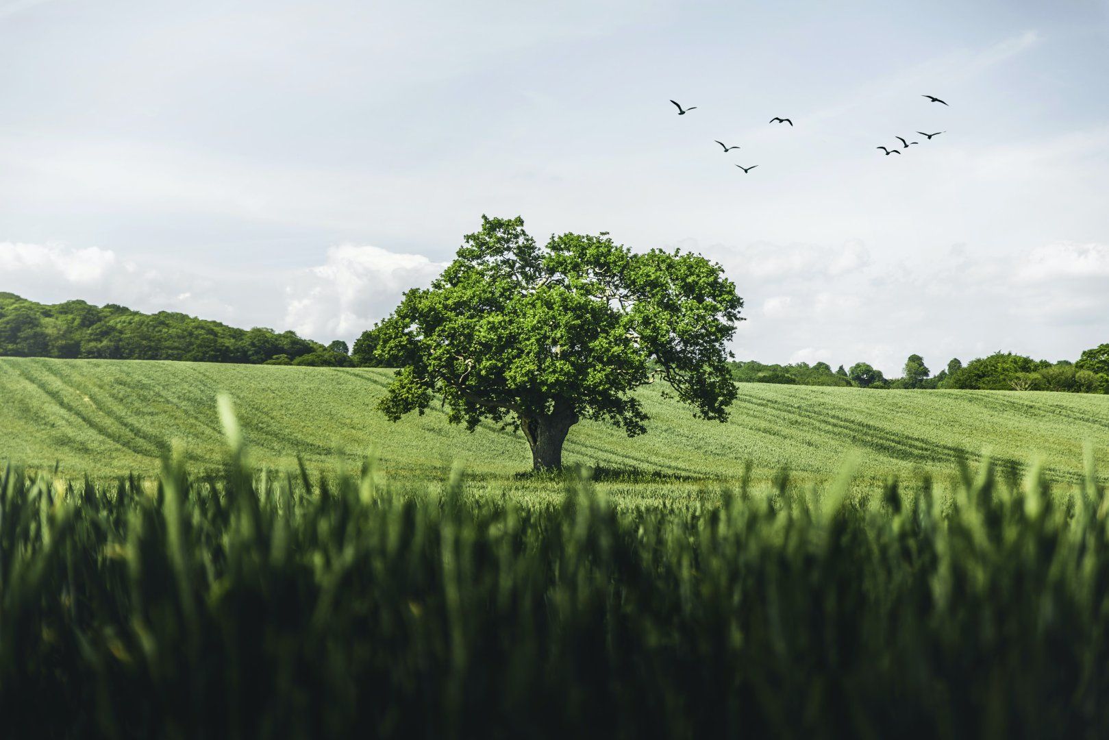 aandrews_tree.jpg