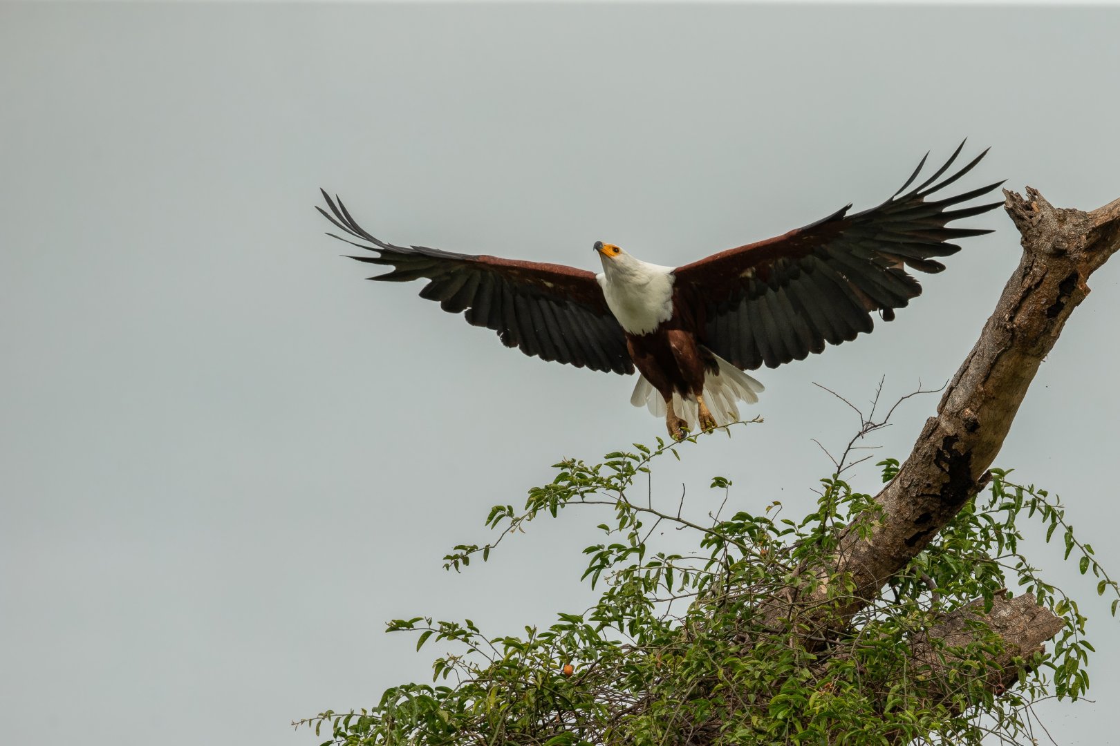 African Fish Eagle 2.jpg