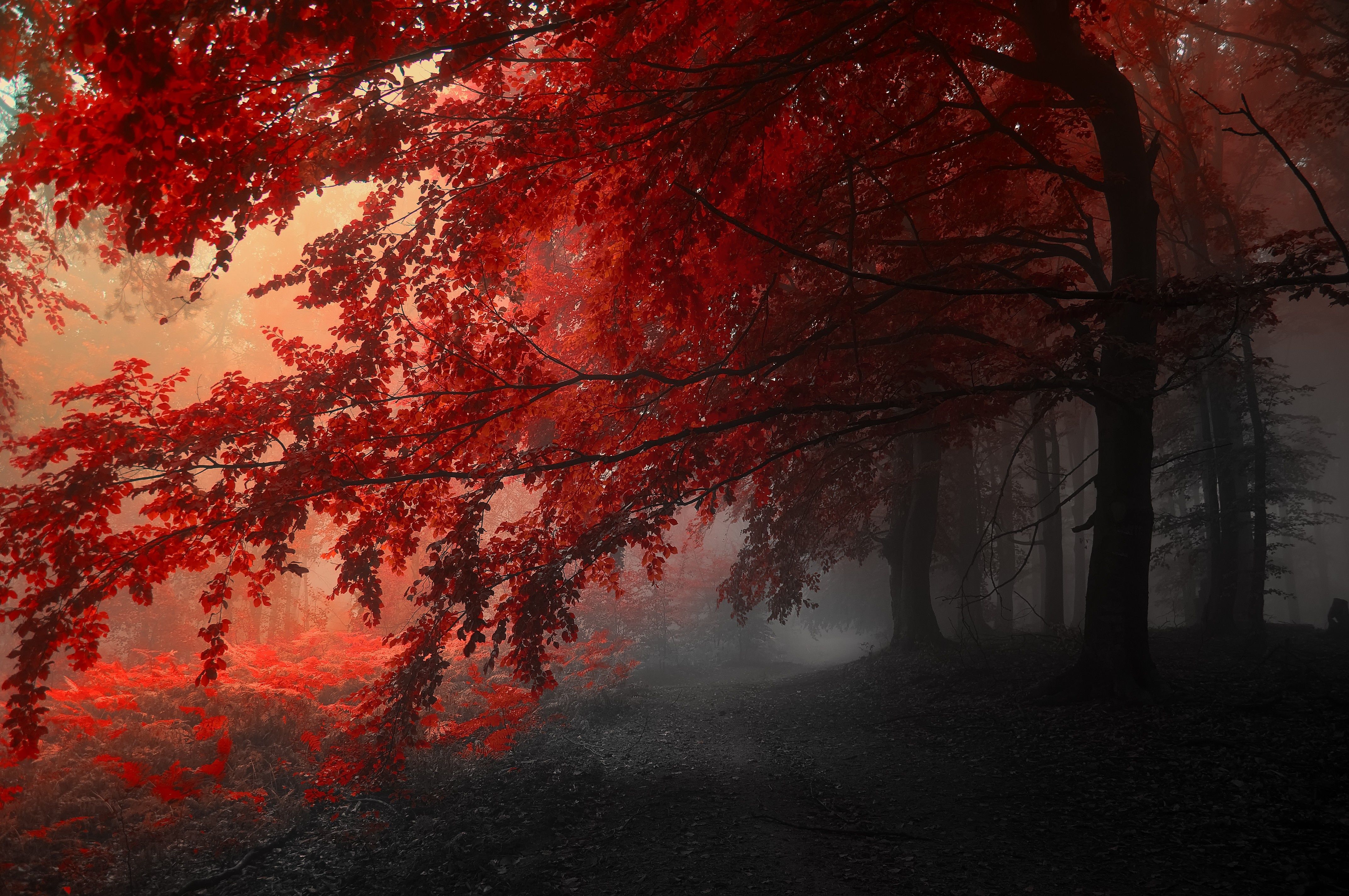 autumn_trees_road_fog_landscape_4288x2848.jpg