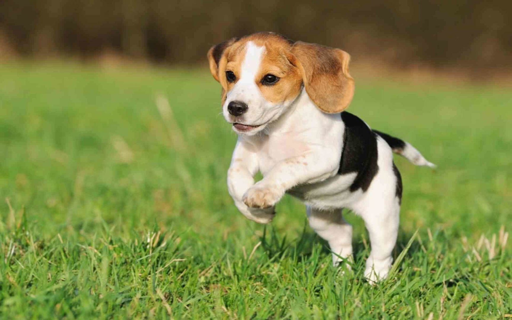 beagle-kopek-irki-ozellikleri.jpg