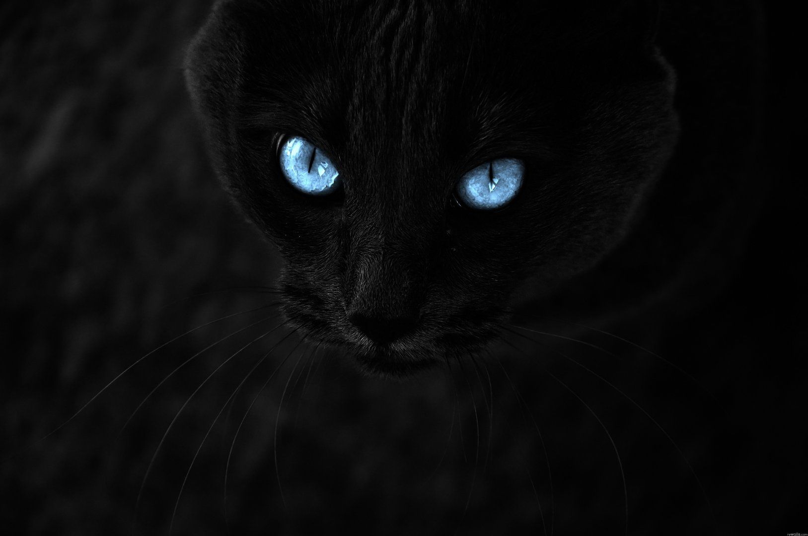 cats_blue_eyes_animals_pets_4288x2848.jpg