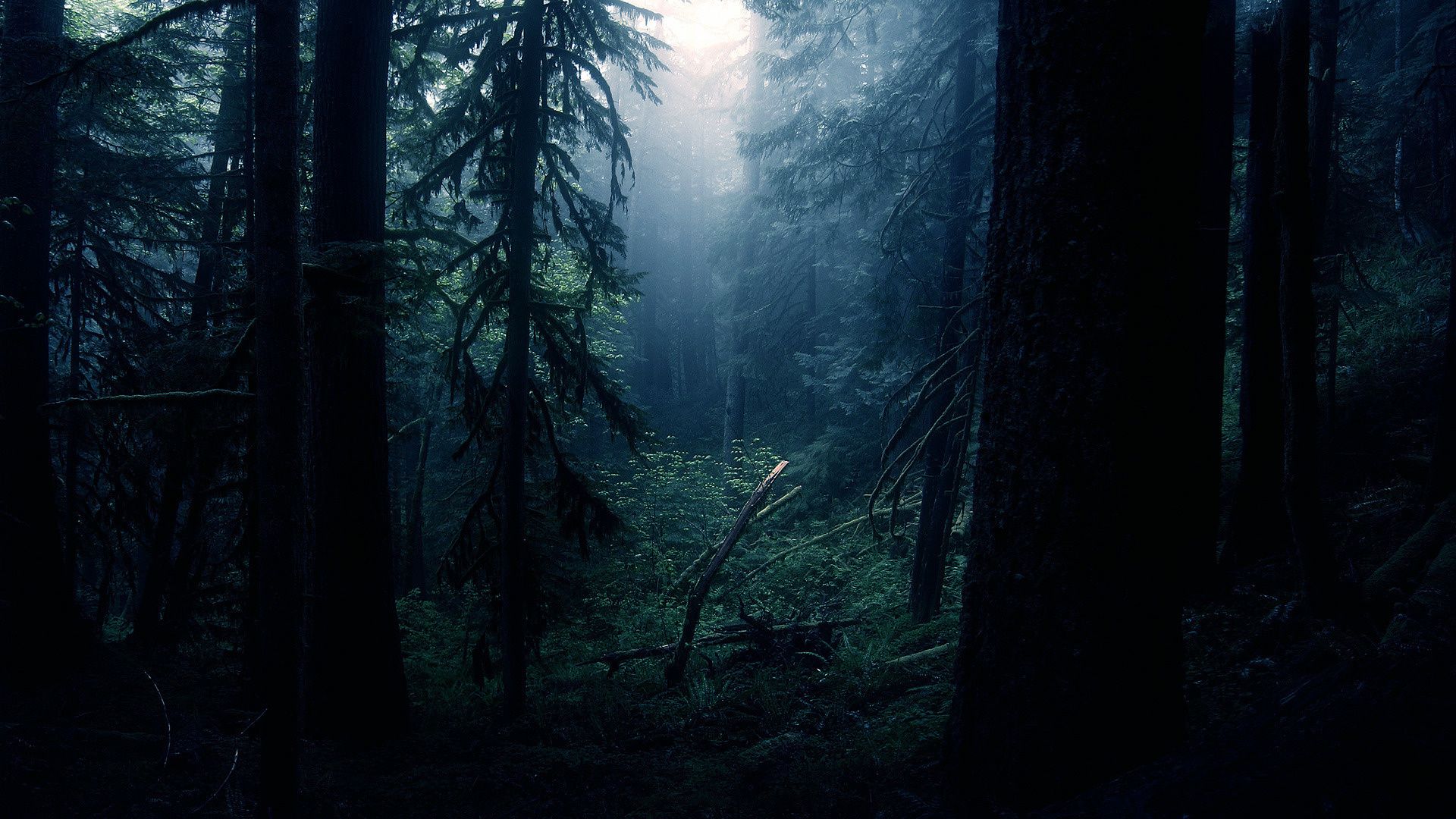 dark forest.jpg