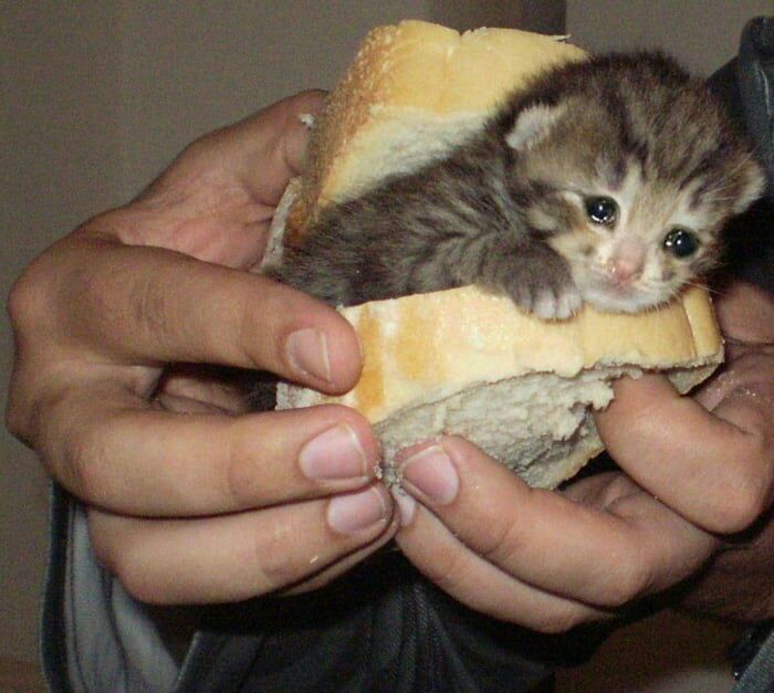 ekmek arası kedi.jpg