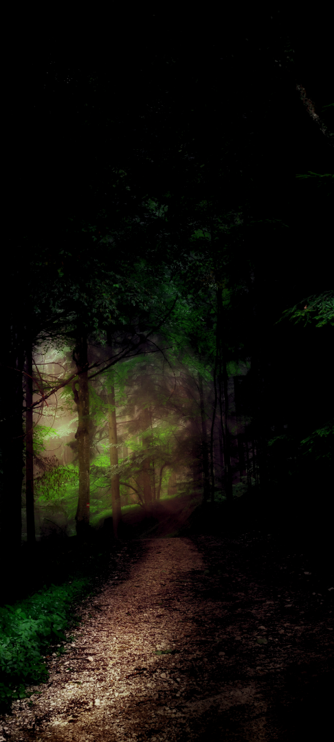 Forest_6205.png