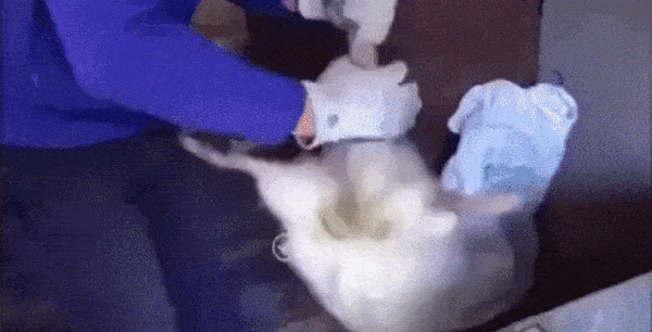 hamster.gif