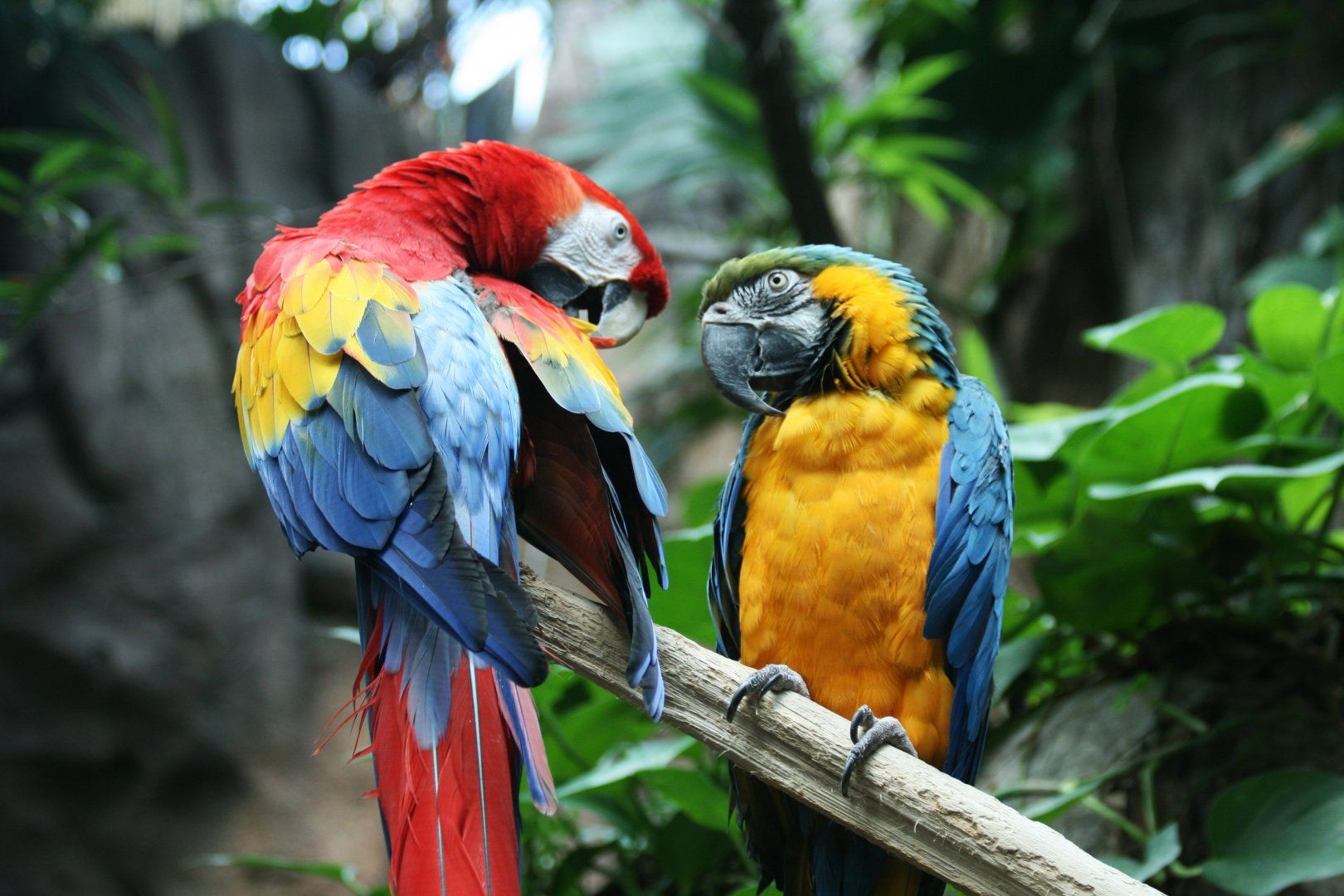 macaw_parrot_bird_tropical__1__3888x2592.jpg