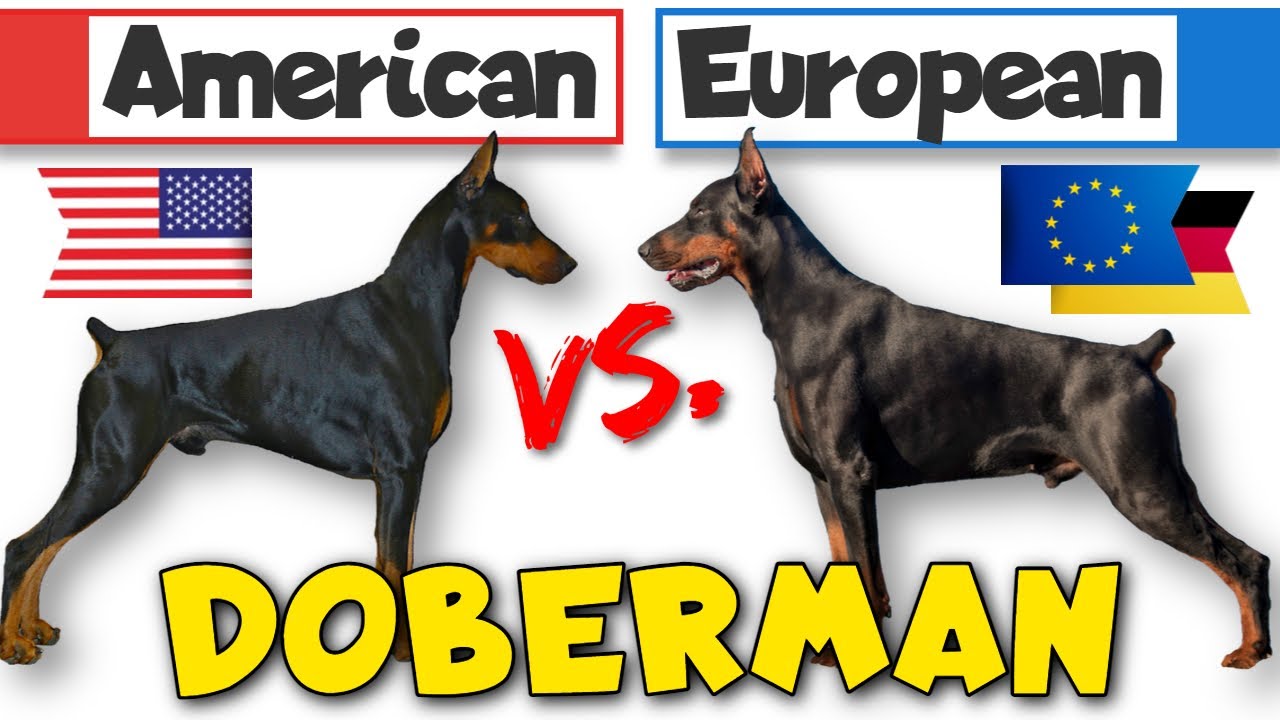 Behavior Differences Between American and European Dobermans - YouTube