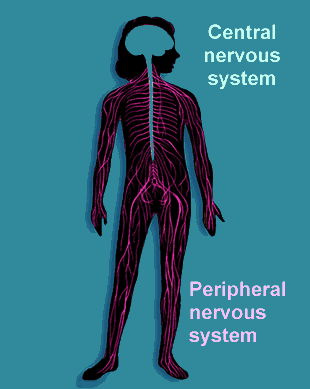 nervous_system-copy.gif
