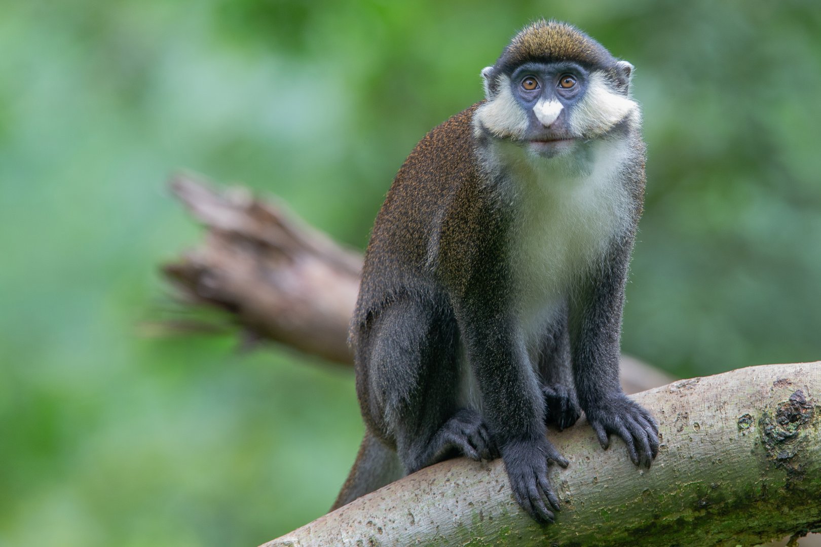 Red Tailed Monkey 1.jpg