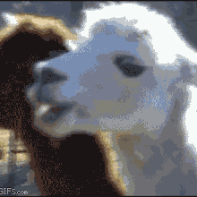 Saskin Lama (Resized).gif