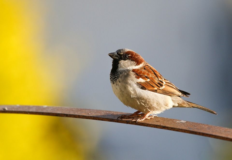 sparrow-6300790_960_720.jpg