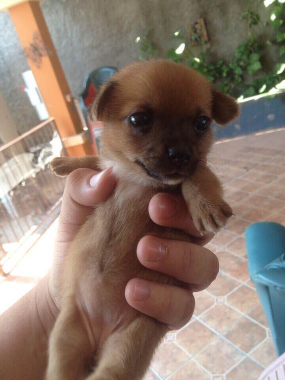 Take-This-amazing-cute-puppy.jpg