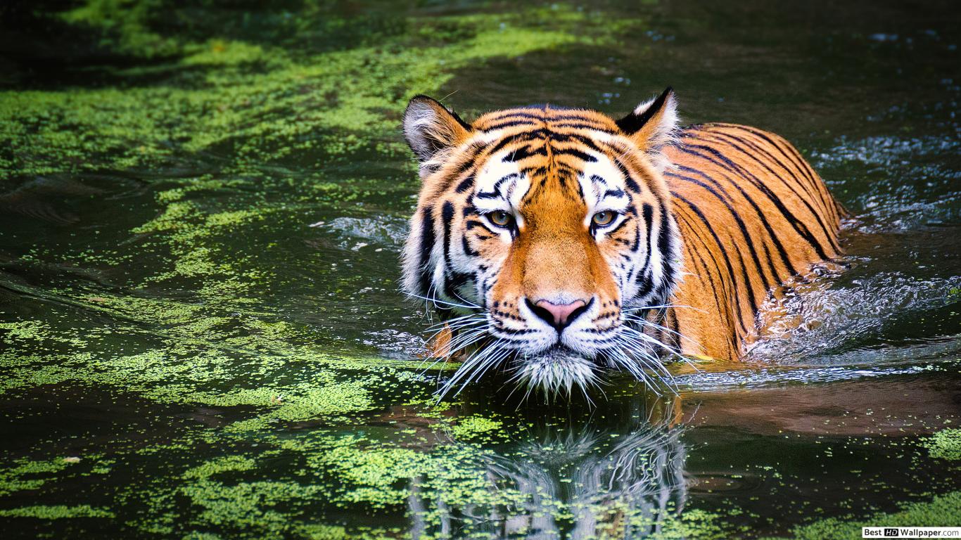 tiger-lurking-in-the-water-wallpaper-1366x768-27916_46.jpg