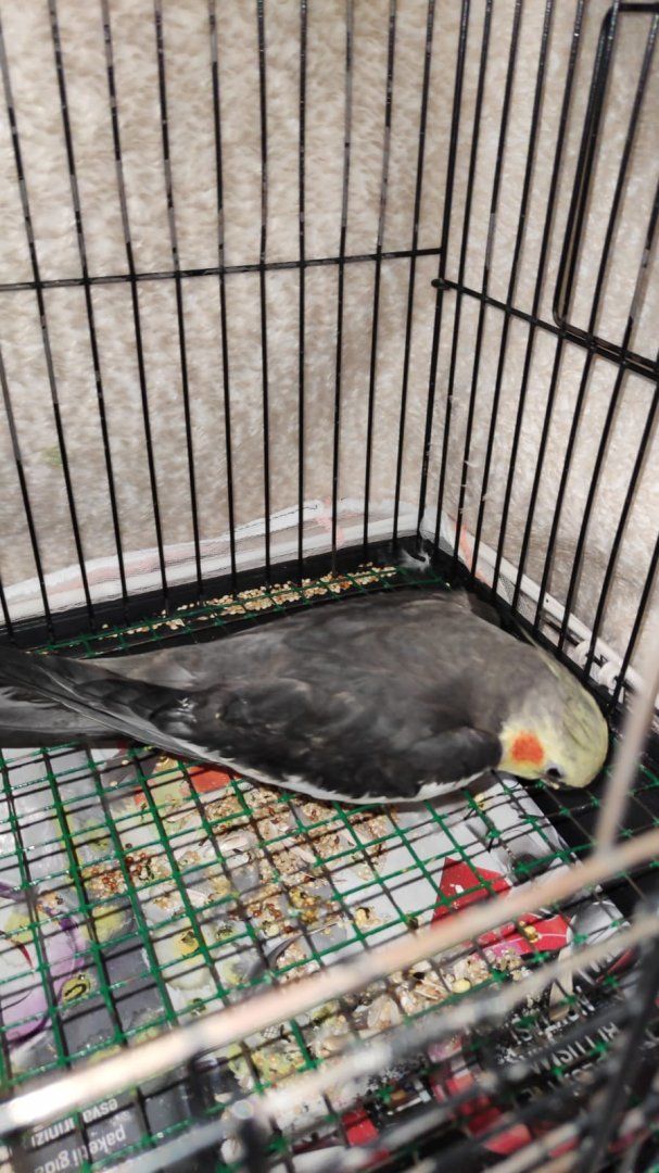 WhatsApp Image 2021-05-04 at 21.22.37 (2).jpeg