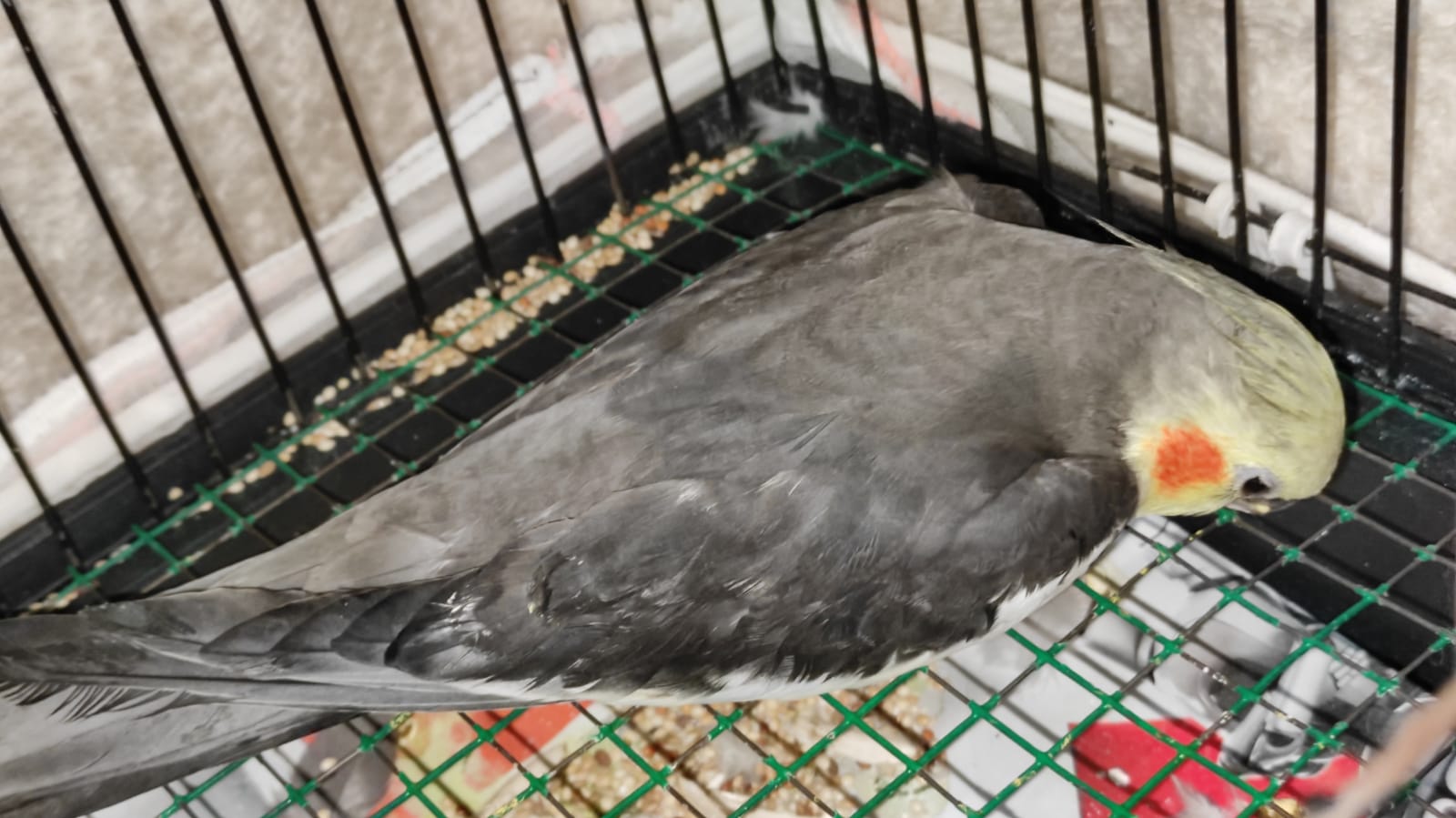 WhatsApp Image 2021-05-04 at 21.22.37.jpeg