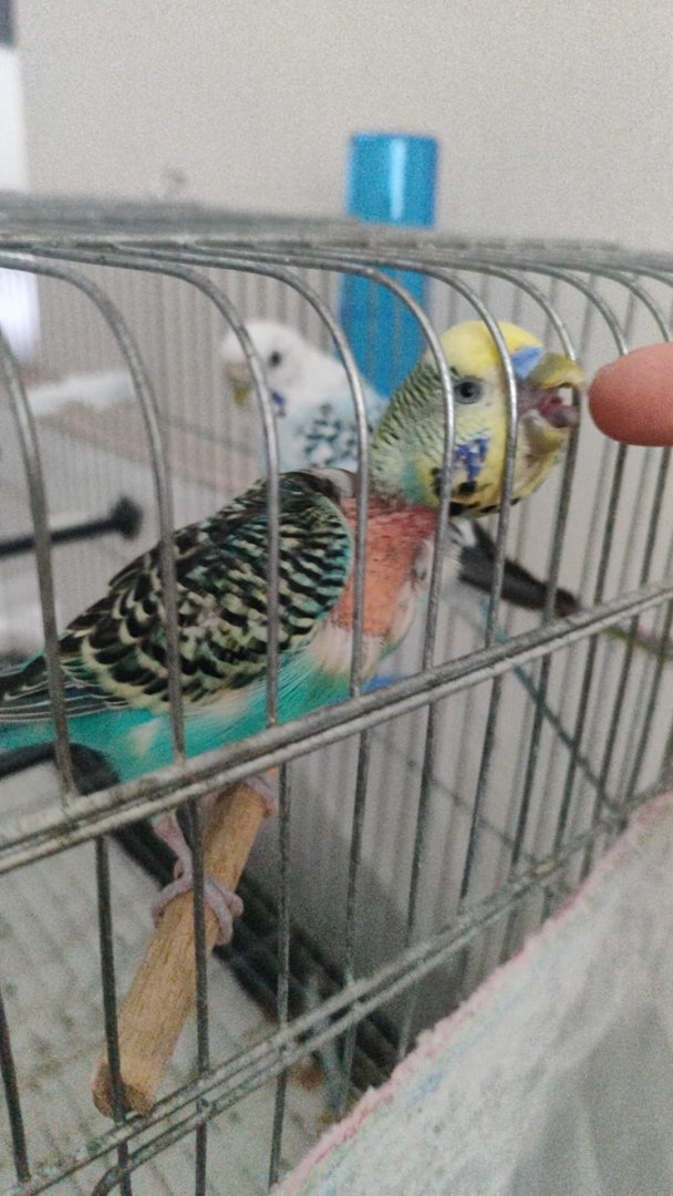 WhatsApp Image 2024-10-11 at 17.30.46.jpeg