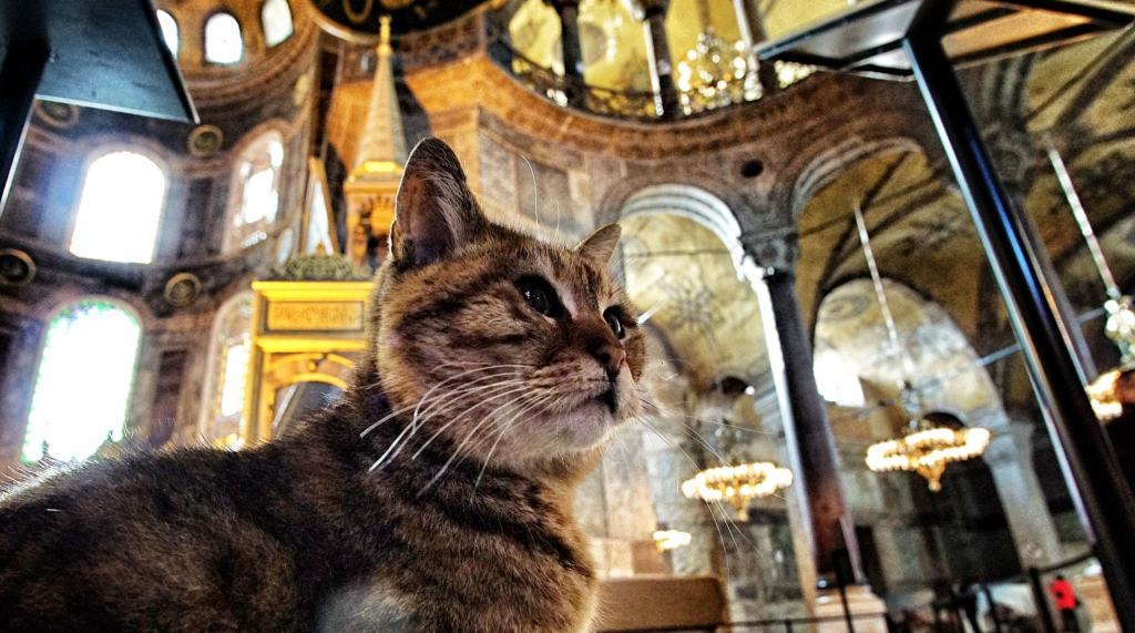 cats-istanbul-1024x571.png