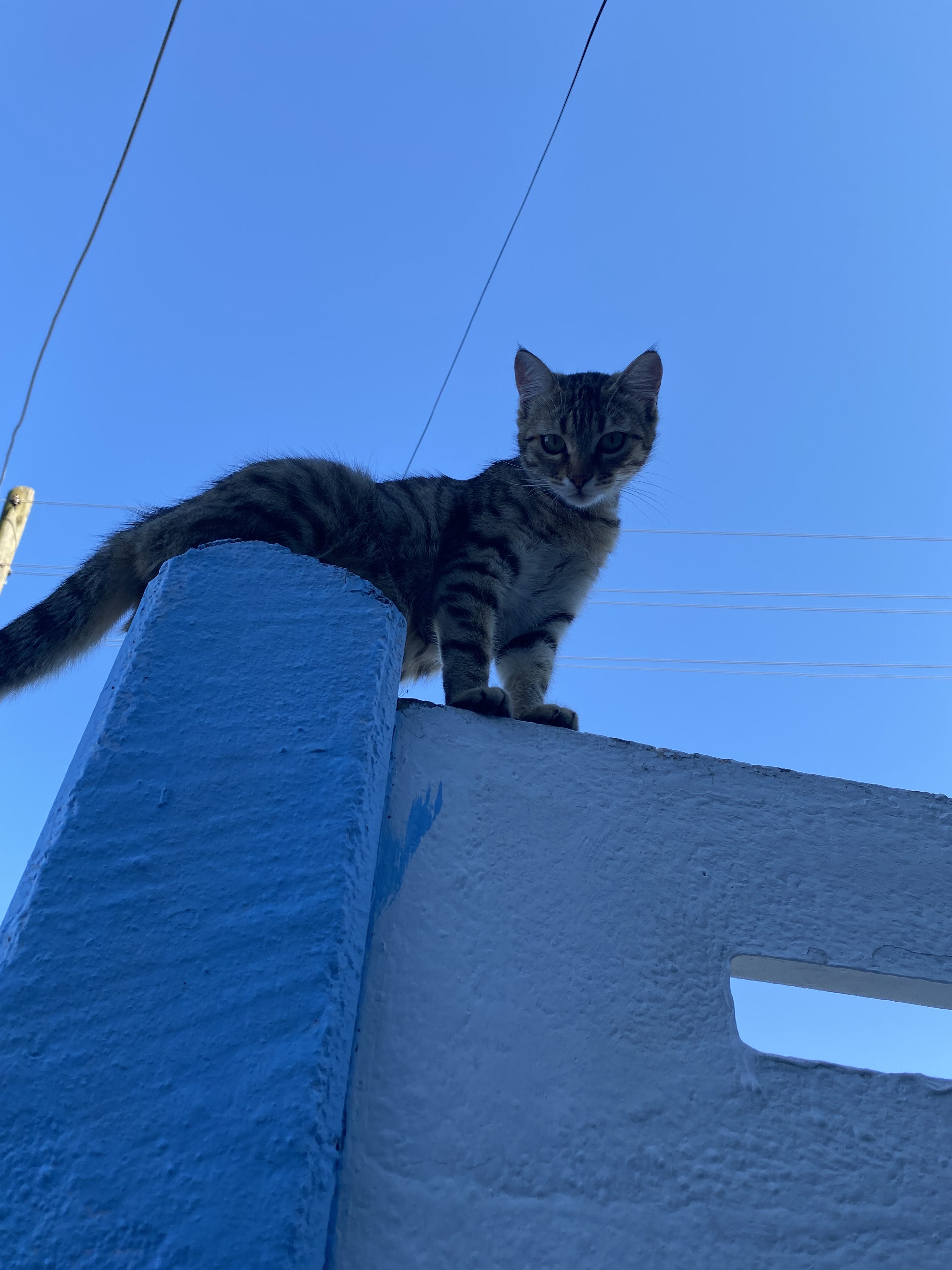 Kedi ve Gökyüzü