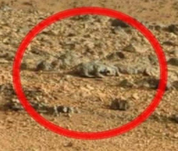 Mars'ta bizden saklanan canlılar mı var?