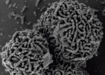 Planococcus halocryophilus