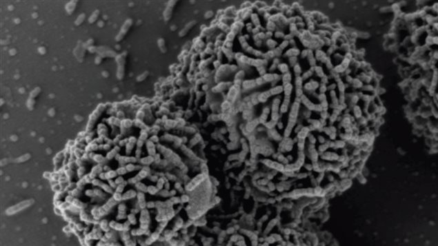 Planococcus halocryophilus